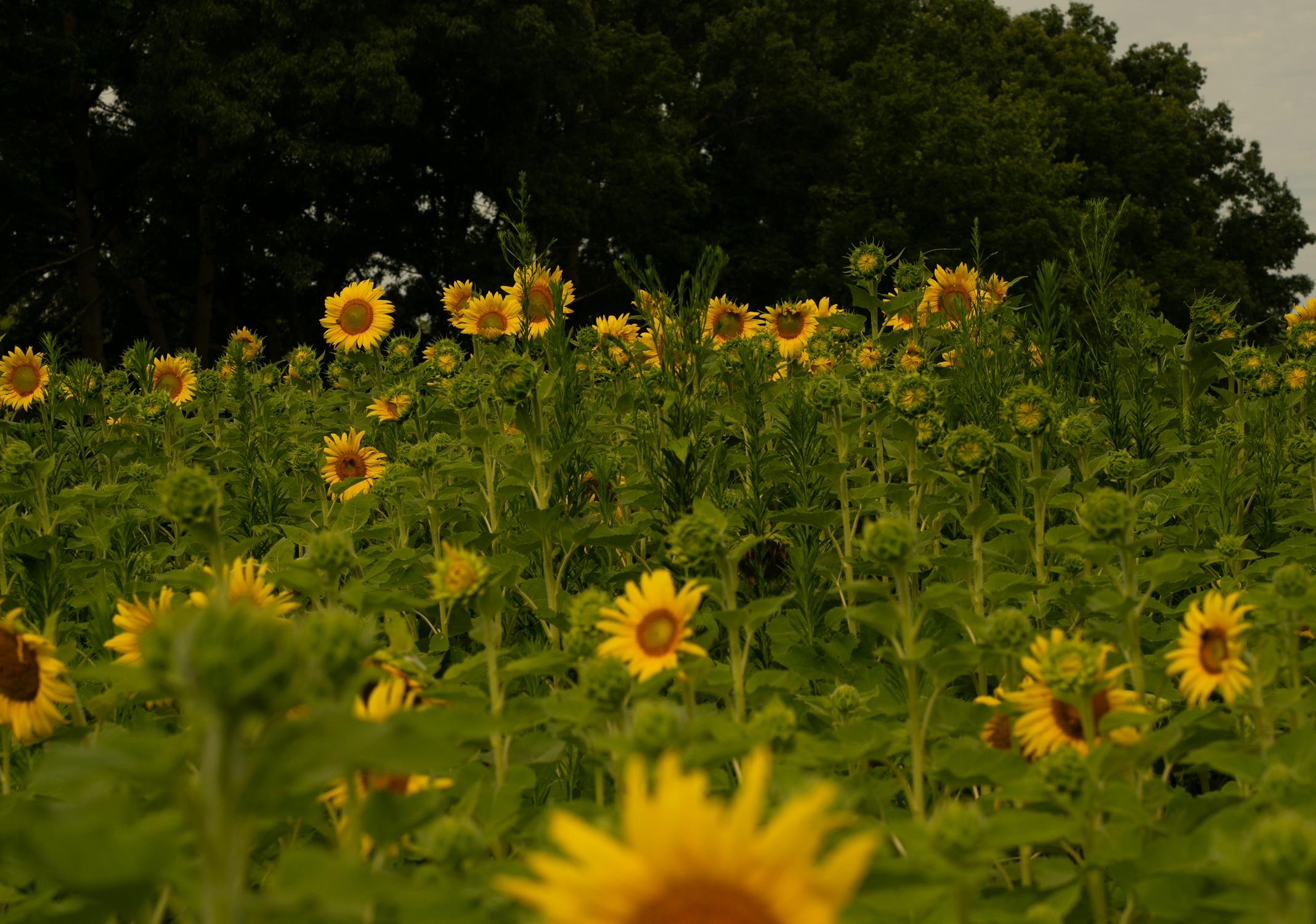 DPR Murka: Pelayanan Haji Kita "Itu-Itu Saja"? Menguak Kritik Pedas & Solusi Mendesak!