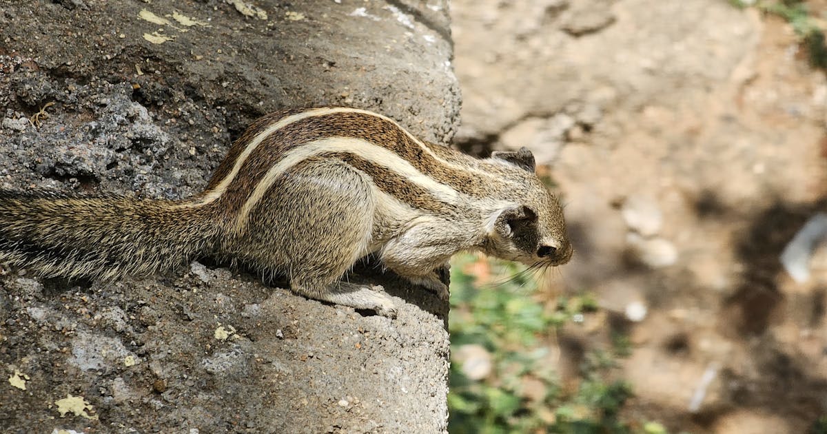 Geger! Bocoran Destiny 3 Muncul: Reset Total atau Awal Baru Dunia Guardian?