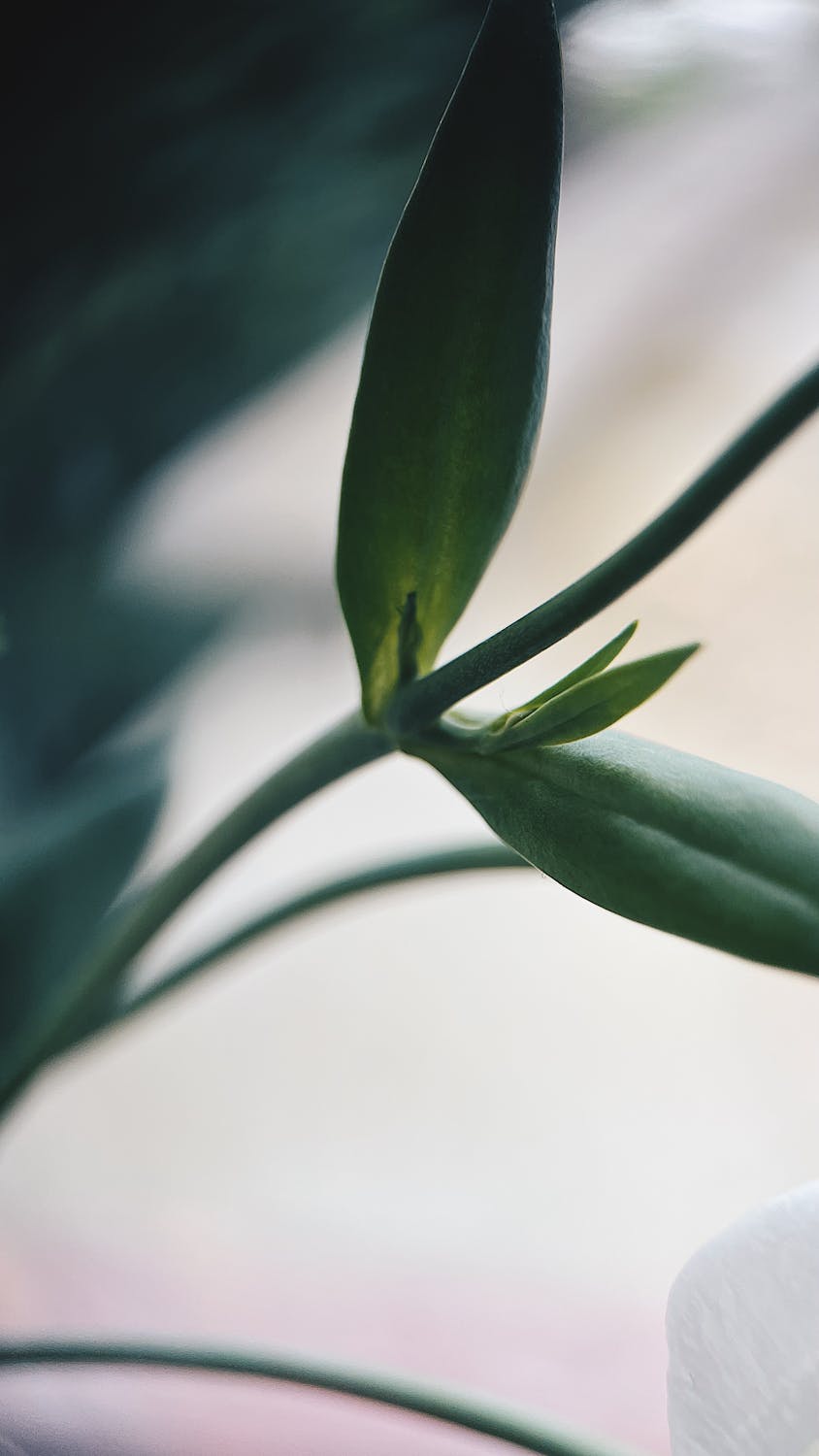 Transformasi Megah West Palm Beach: Stephen Ross dan Visi Brilian di Balik Lahirnya Rosemary Square