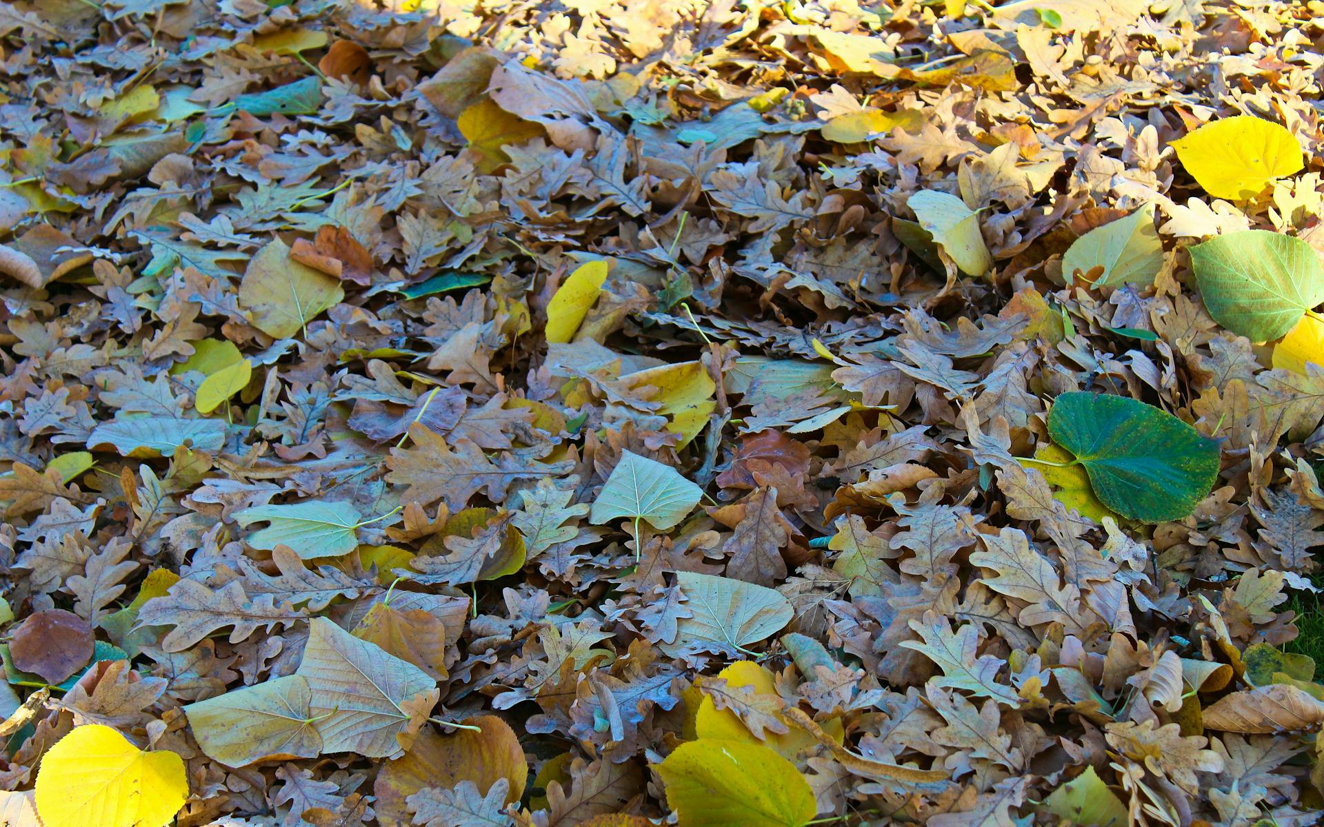 Utang AS Mencekik, AI Mengancam: Mungkinkah 'Black Swan' Finansial Global Akan Tiba?