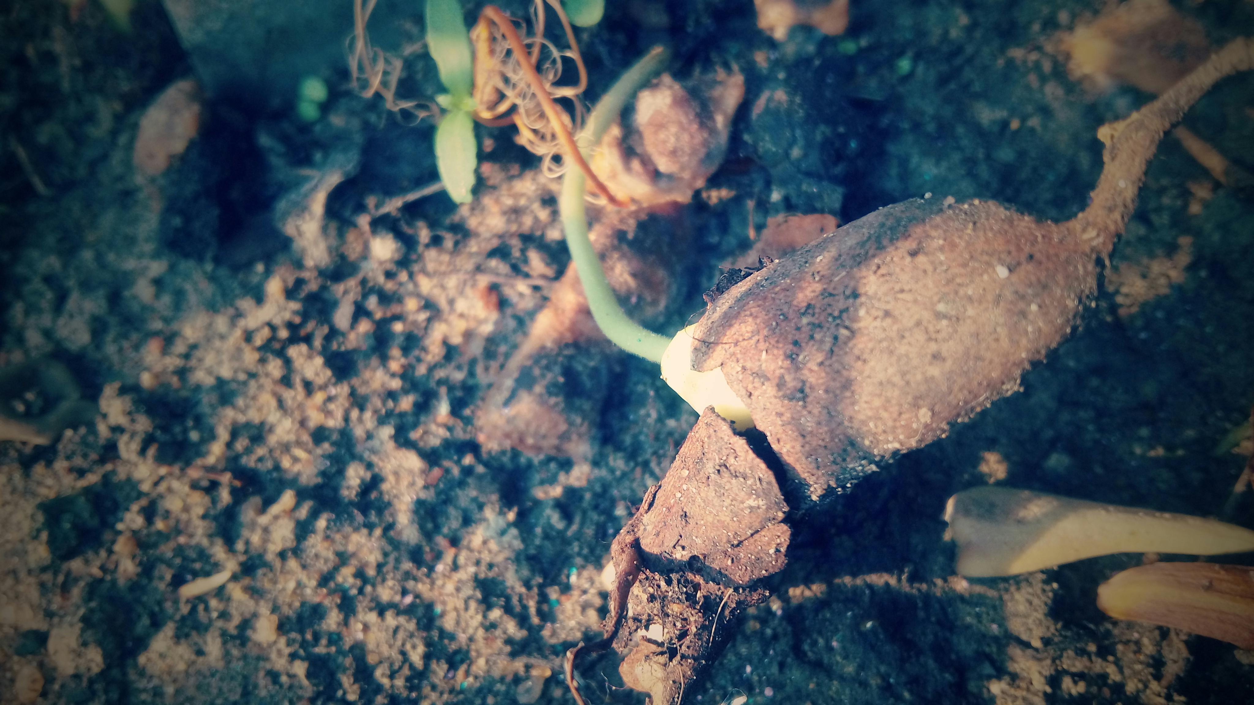 RealFi: Mengapa Charles Hoskinson Sangat Antusias dengan Revolusi Aset Nyata di Dunia Kripto?