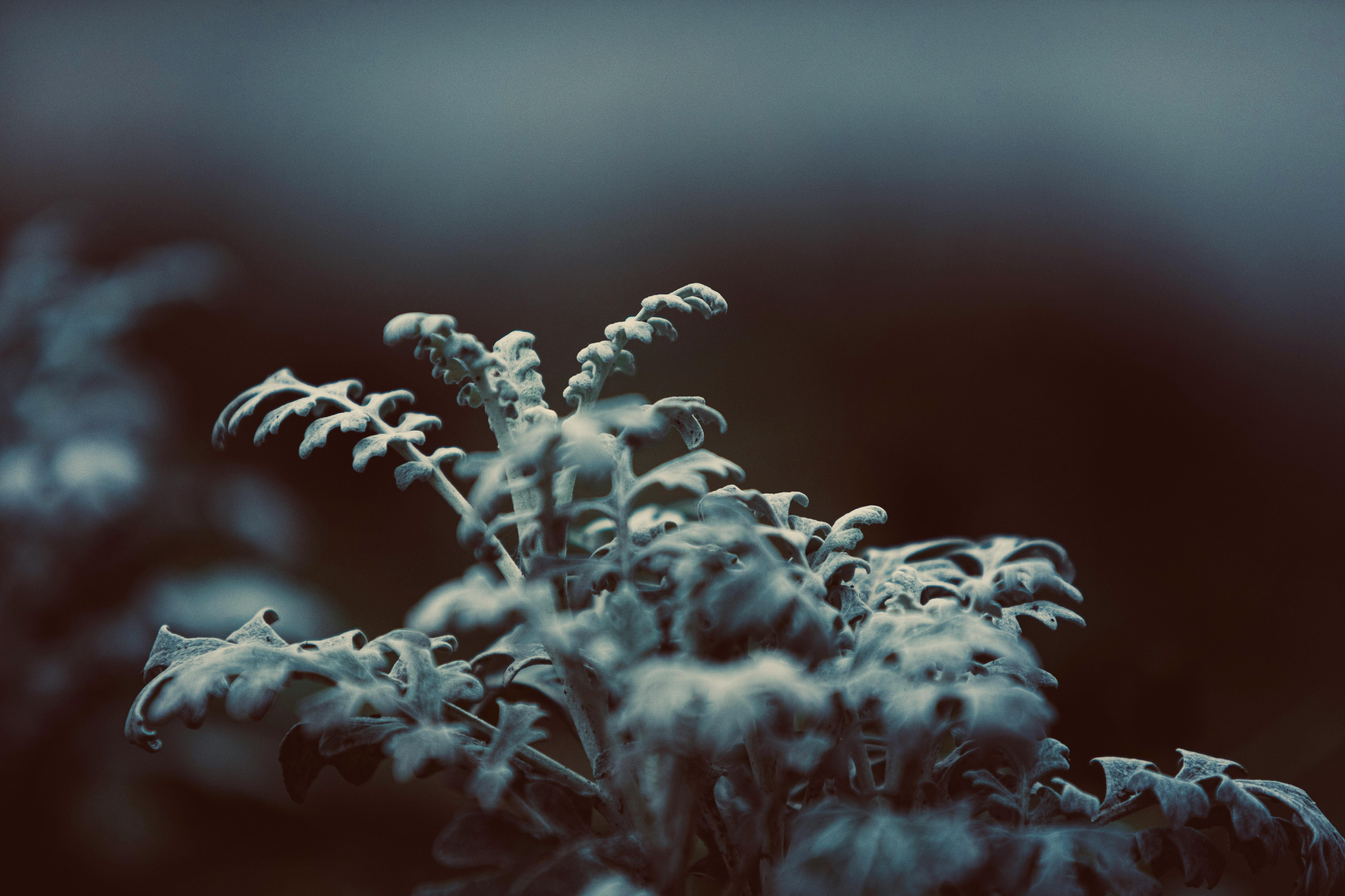 Bom Pasar Teknologi: Analis JPMorgan Usulkan Apple Akuisisi NVIDIA, Sebuah Mimpi atau Strategi Abadi?