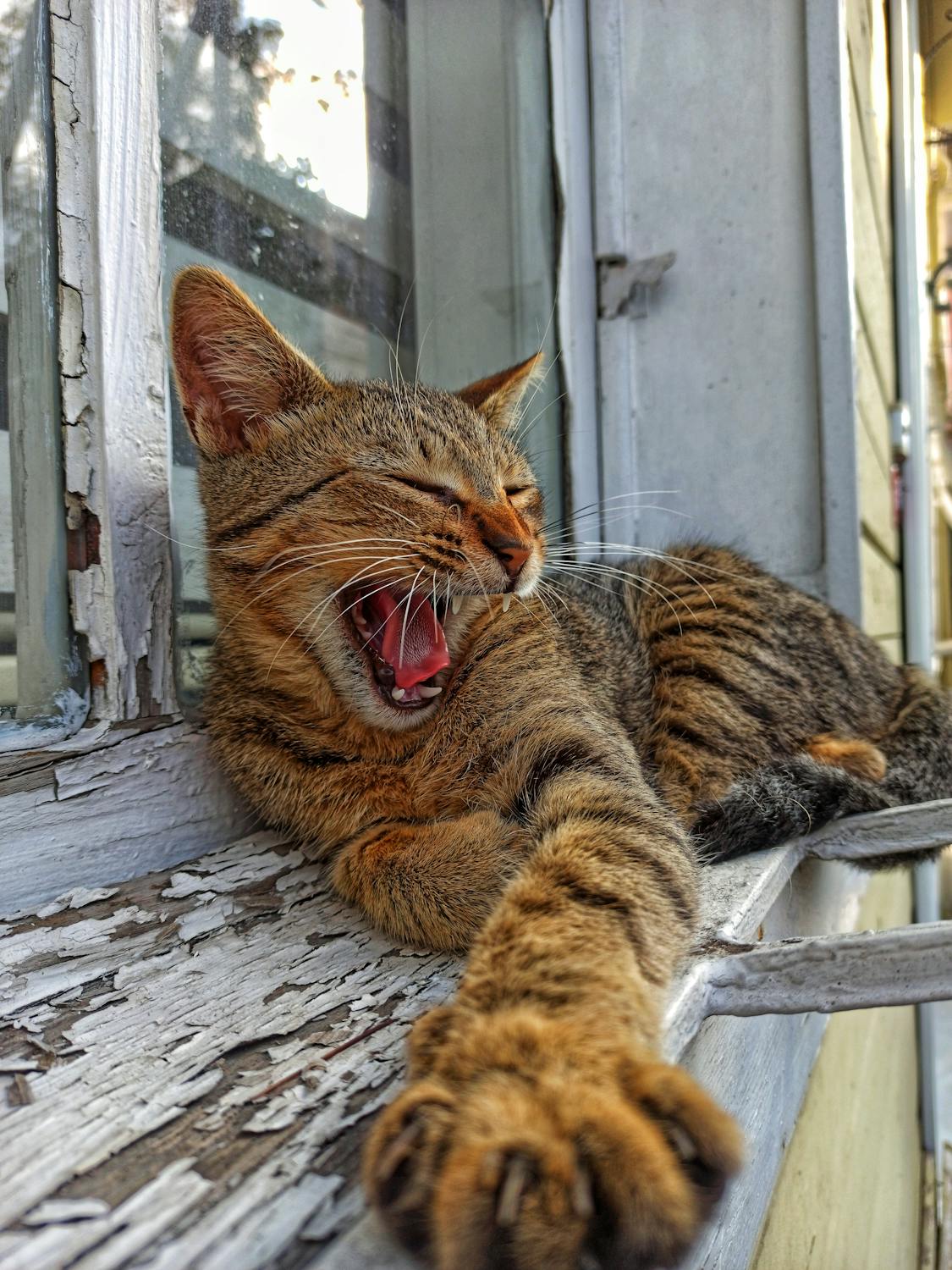 Nostalgia Menggila! Nintendo Switch Online Tambah Empat Game Klasik & Easter Egg Rahasia Game Boy yang Bikin Kangen!