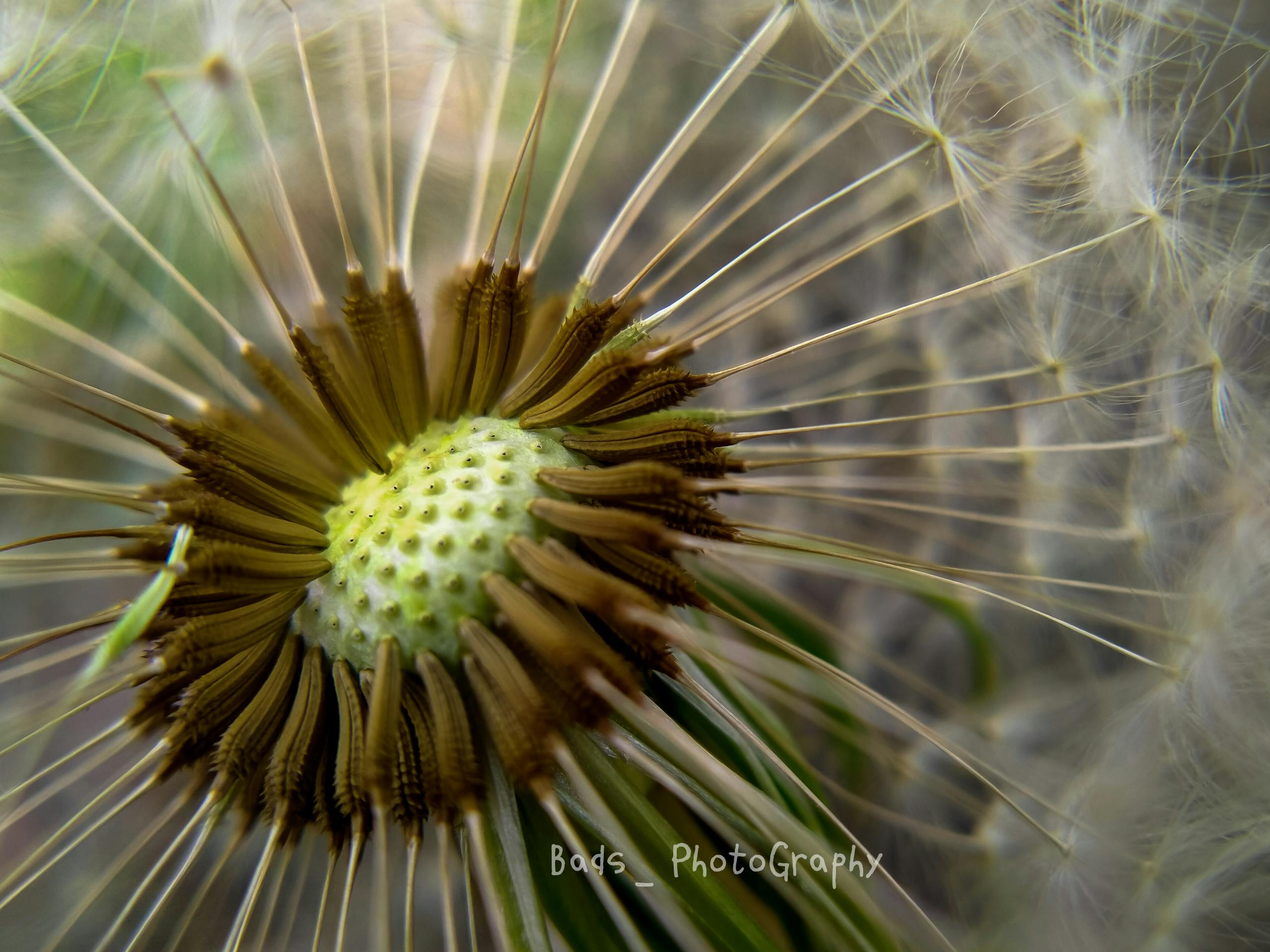 Menguak Misteri 'Danish Deception': Fenomena TikTok yang Mengocok Perut (dan Bikin Bingung!) Dunia