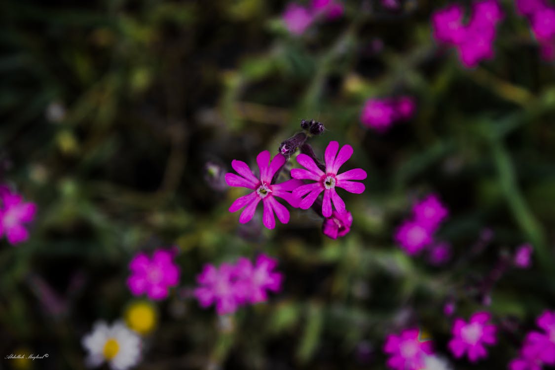 Minecraft Snapshot 25w44a: Membasmi Bug, Membangun Fondasi untuk Petualangan Epic Selanjutnya!