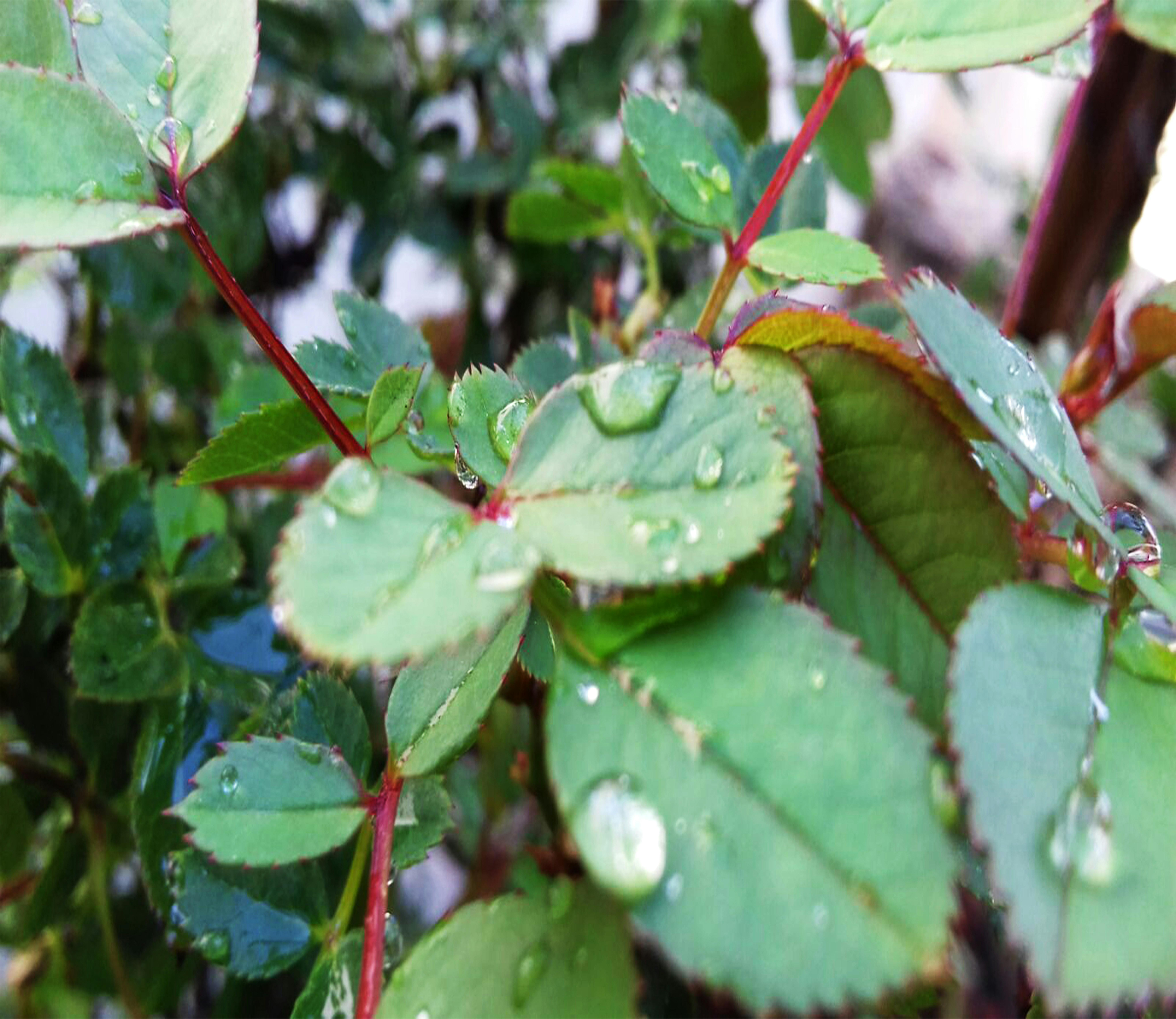 Nostalgia Digital: Mengenang LimeWire, Revolusi Pembajakan Musik, dan Dampaknya yang Abadi pada Industri