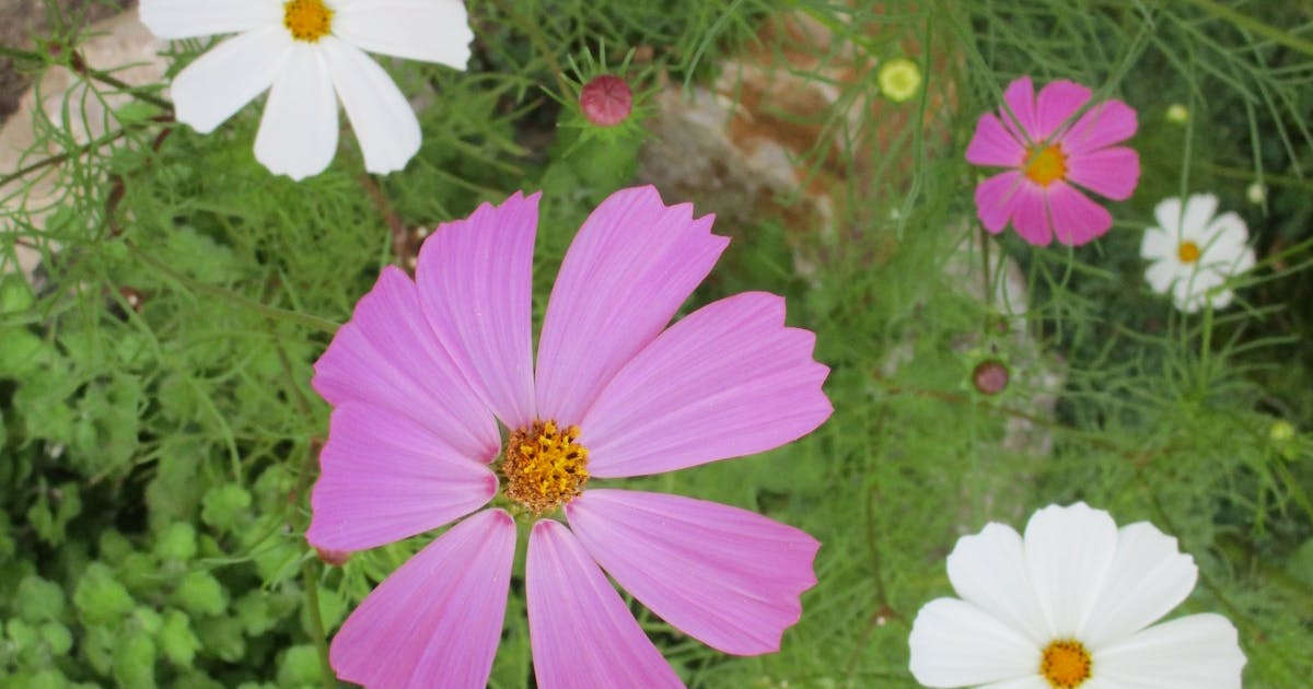 Geger! iPhone 17 Pro Dikabarkan Kehilangan Fitur Kamera Krusial yang Ditunggu dari iPhone 16 Pro