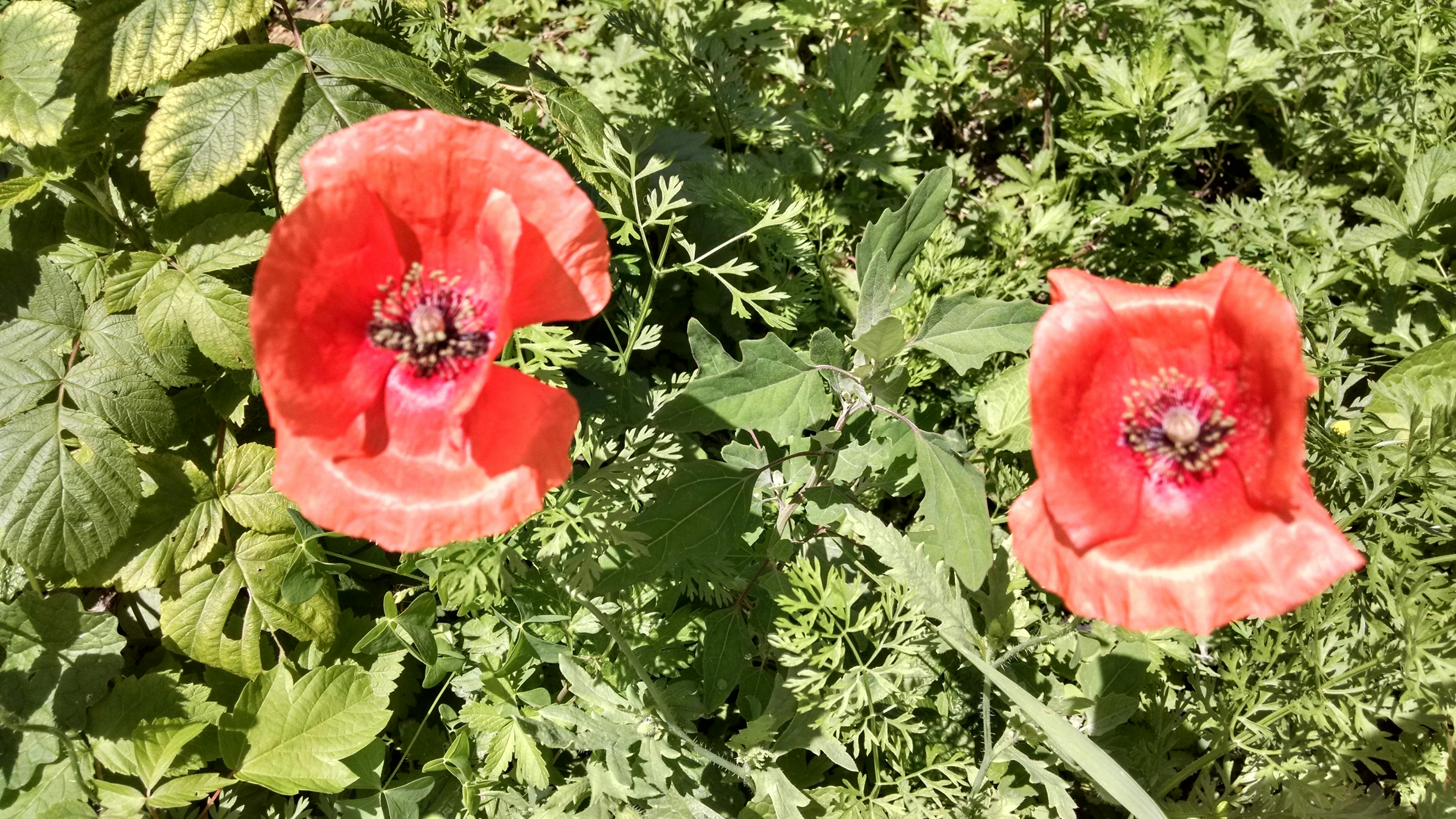 Sebelum Fallout dan Obsidian: Menguak Kisah Awal Chris Avellone yang Tak Terduga di Balik Layar Game!