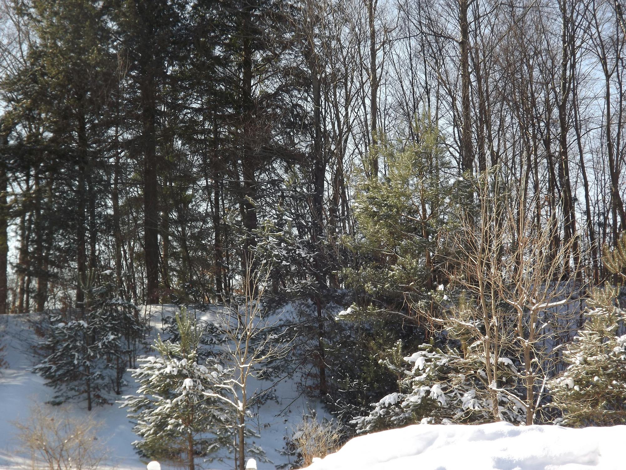 TNI AD Gelar Seleksi Prajurit, Indonesia Siap Jadi Penjaga Perdamaian di Gaza!