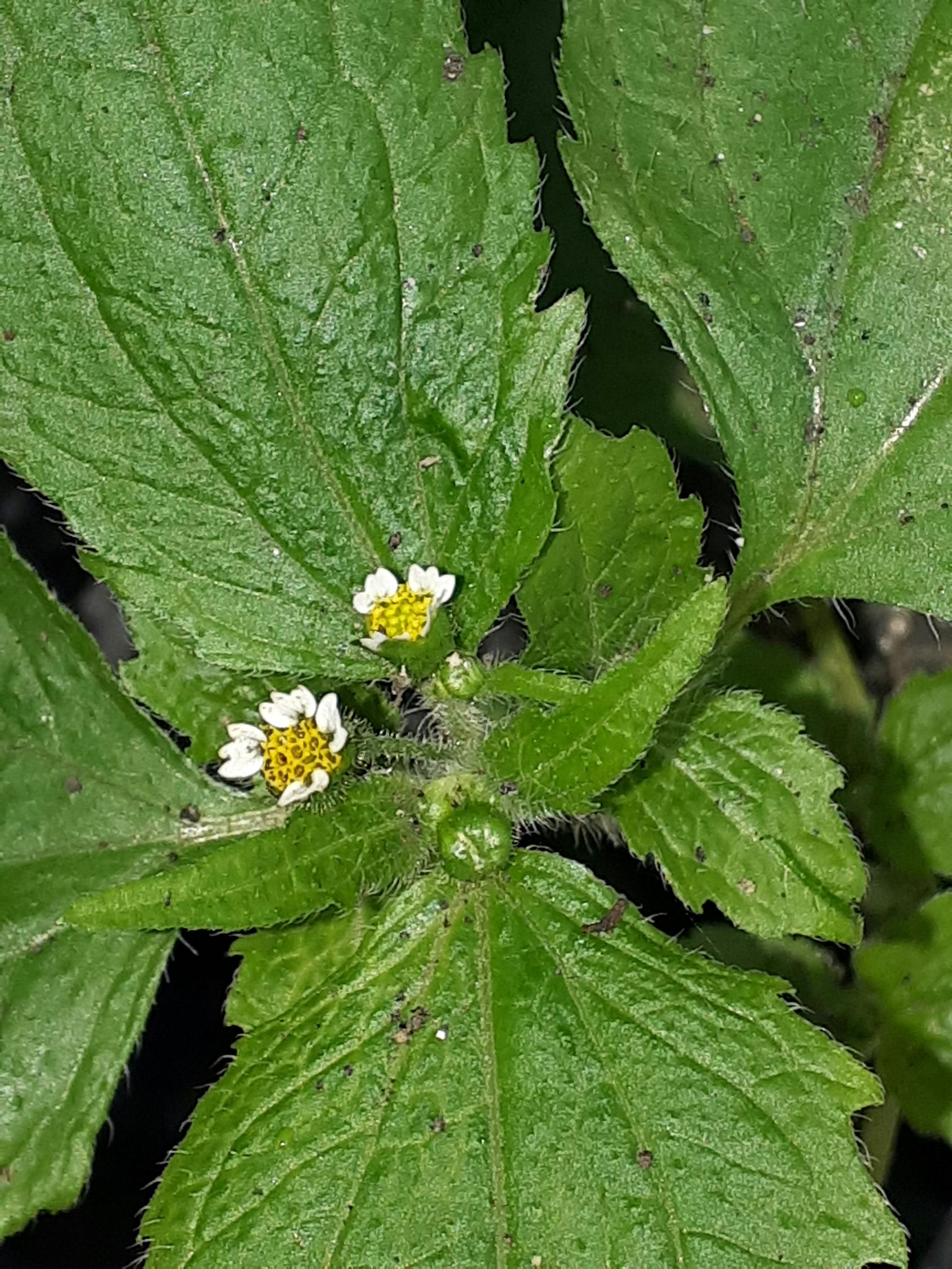 Geger PBNU! Wasekjen Konfirmasi Pemberhentian Gus Yahya dari Ketua Umum: Langkah Final yang Mengikat?
