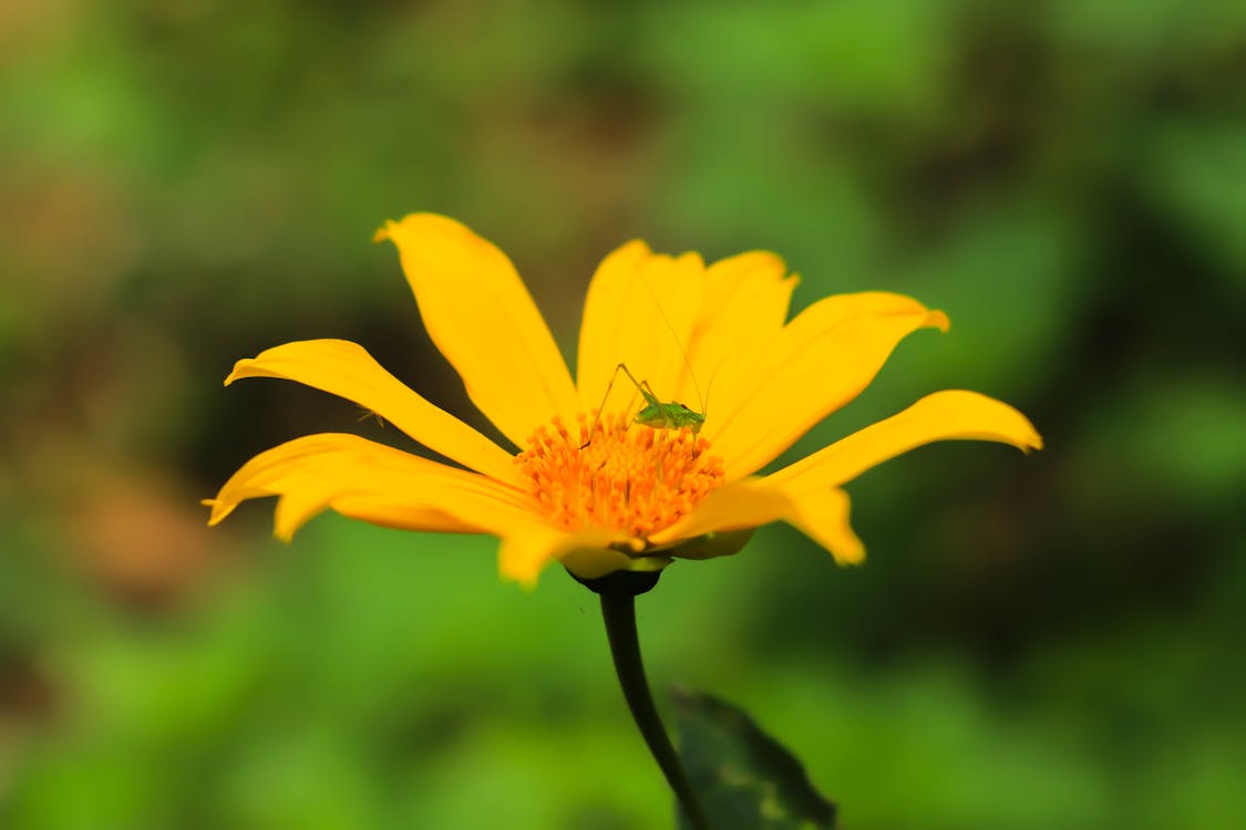 Semeru Berduka, Kemensos Bergerak: Kisah Nyata Solidaritas dan Harapan di Tengah Abu Vulkanik