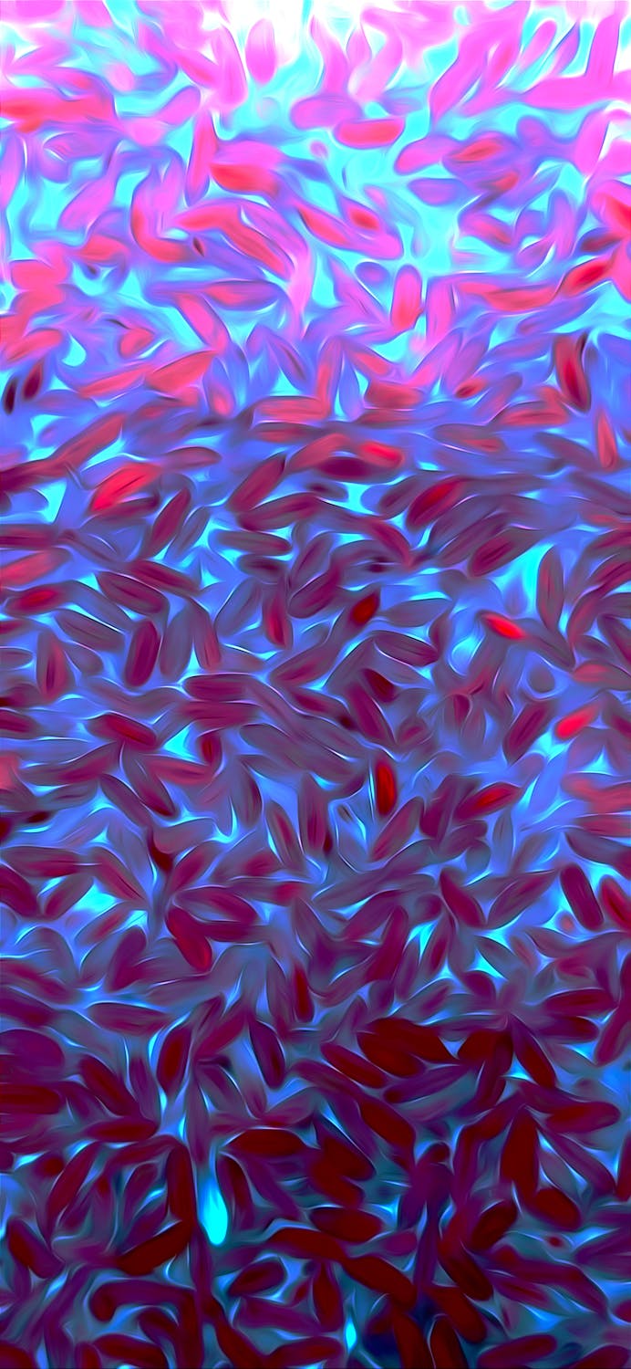 Merajut Harmoni: Kisah Enik dan Indahnya Toleransi di Sekolah Rakyat Banyuwangi yang Menginspirasi