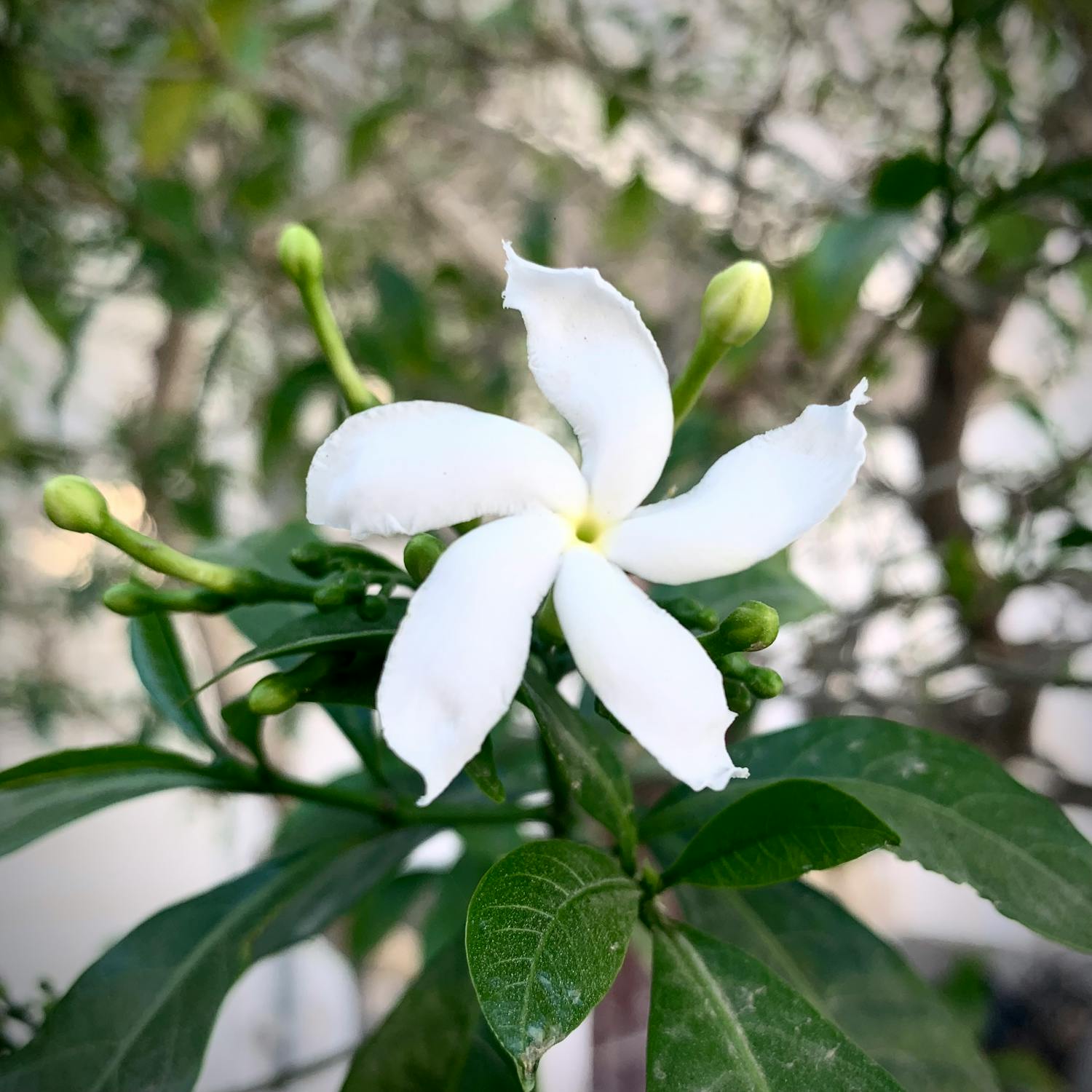 Kehilangan Mendalam: Sosok Istri Wiranto Berpulang, Jejak Bakti Abadi di Karanganyar