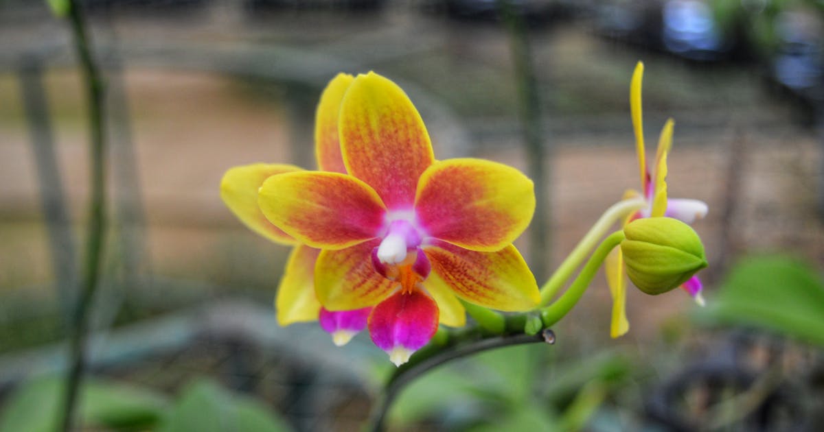 Rencana Damai Gaza Disetujui PBB: Mengapa Keputusan Bersejarah Ini Memicu Badai Kemarahan di Israel?