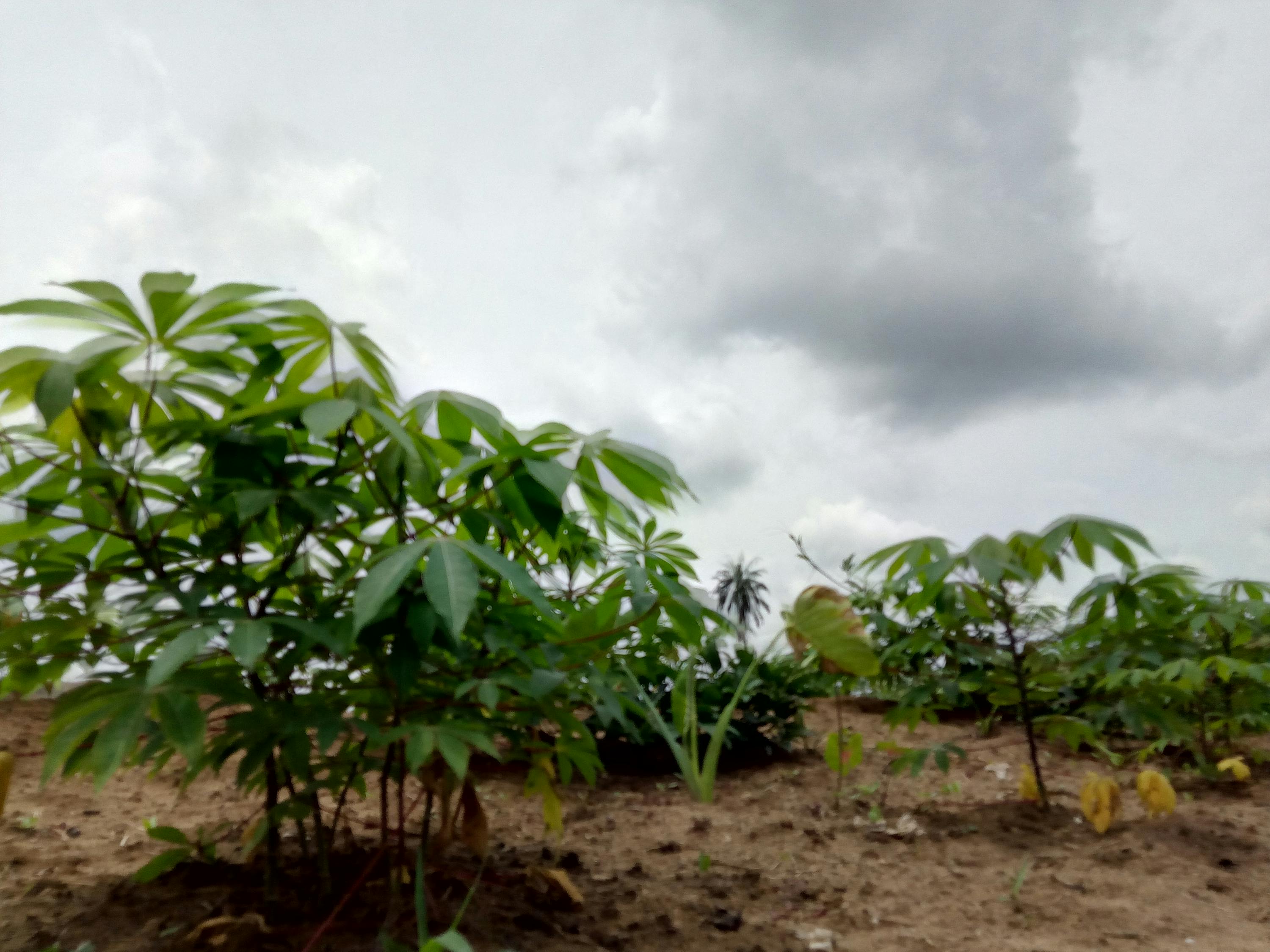 Terobosan Hukum Era Prabowo: Mengapa Eks-Dirut ASDP dan Koleganya Direhabilitasi Penuh?