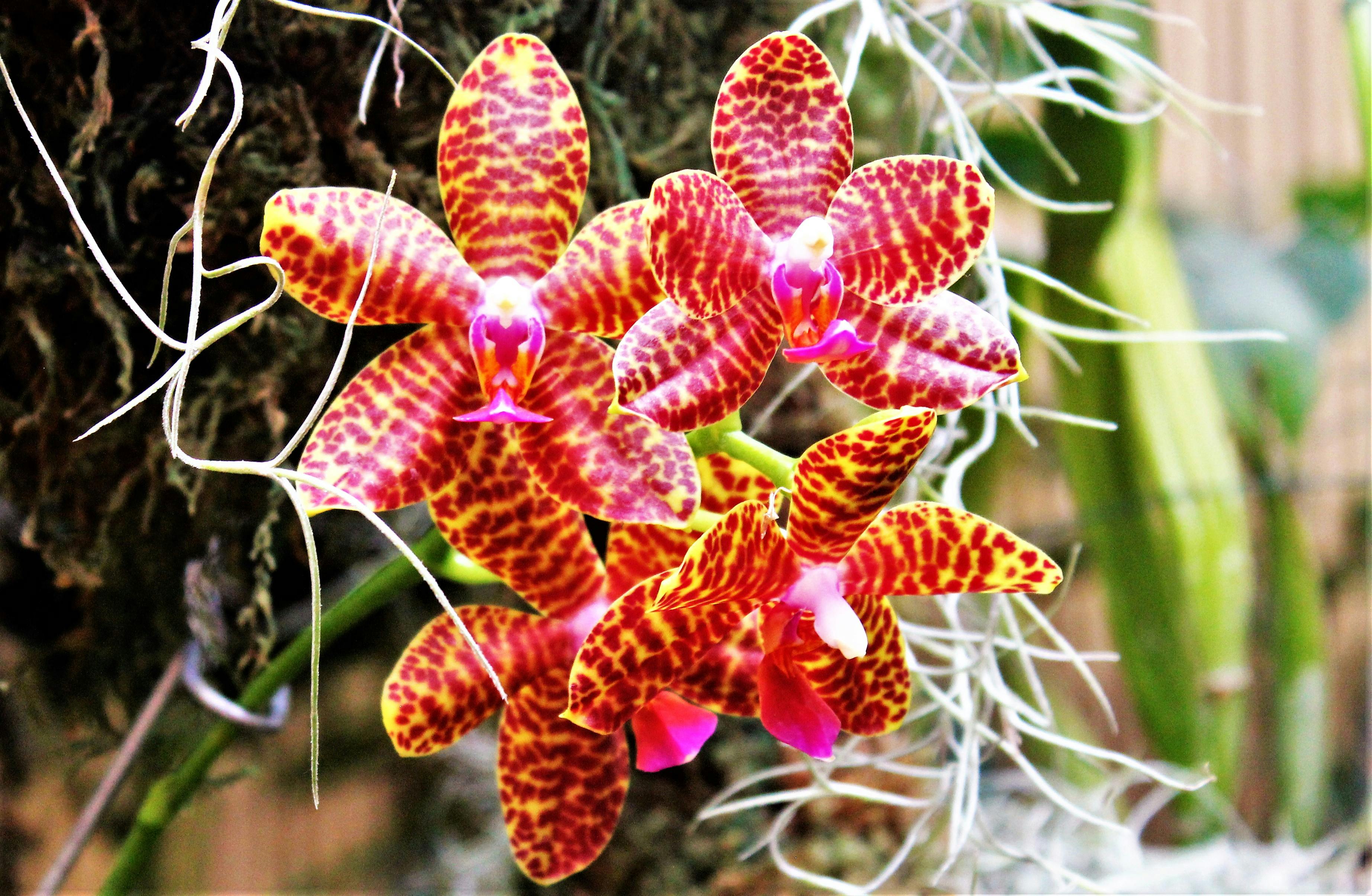 Paradoks Iklim COP30: Saat Brasil Jadi Tuan Rumah Sekaligus Anggota OPEC+