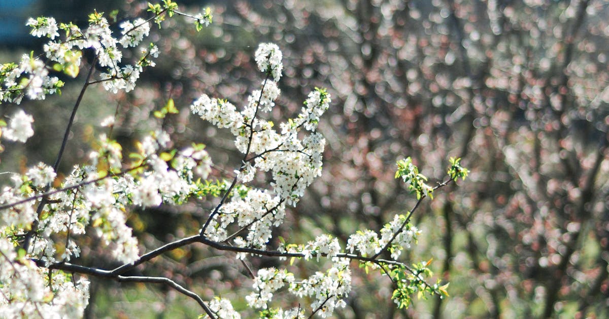 Jangan Sampai Ketinggalan! Diskon Gila-Gilaan Black Friday Nintendo 2025 Resmi Dimulai – Wajib Borong Sekarang!