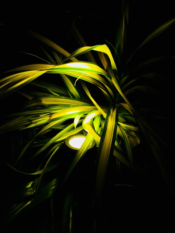 Mengguncang Lapangan Hijau: Kisah Luar Biasa Duo Undrafted Seahawks, Drake Thomas dan Ty Okada, Meraih Impian NFL!