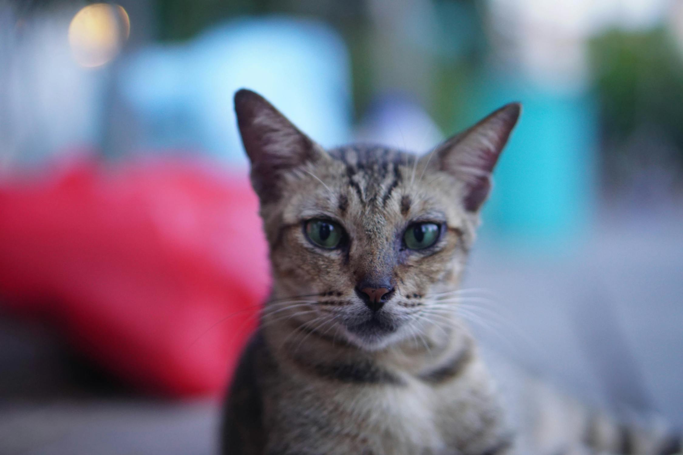 Harapan Prabowo: Bisakah Pertemuan Trump dan Xi Jinping Jamin Ketenangan Dunia? Analisis Geopolitik Terkini!