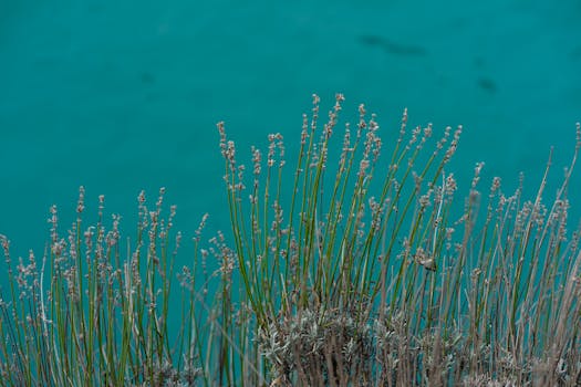 Politik Inggris Berubah: Analisis Dampak Potensial 'Gelombang Turquoise' Farage di Norfolk