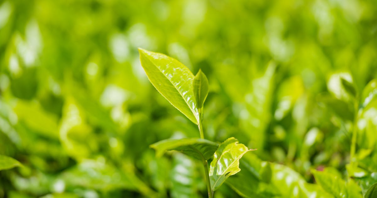 Posyandu: Pahlawan Tak Terlihat di Gardu Depan Kesehatan Keluarga Anda! Aksi Nyata PKK Deli Serdang di HKN ke-61