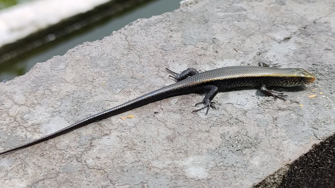 Dari Kandang ke Meja Makan: Bagaimana Peternakan Ayam Lokal Menjadi Senjata Ganda Kemendagri Lawan Inflasi dan Kemiskinan Ekstrem