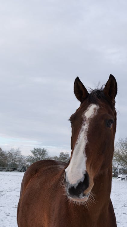 Selamat Tinggal Kecanduan Layar: Panduan Lengkap untuk Kebiasaan Digital yang Lebih Sehat bagi Orang Tua dan Dewasa