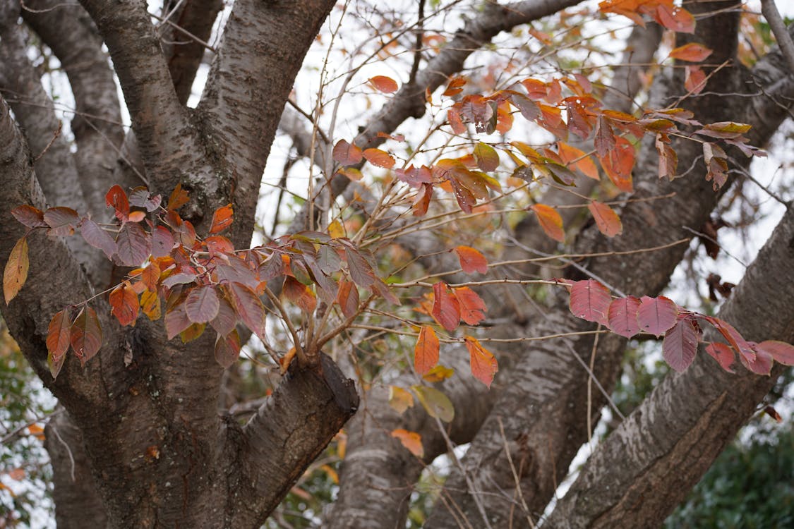 Detik-Detik Krusial: Senat AS Berhasil Cegah Penutupan Pemerintahan, Namun Badai Belum Berlalu!