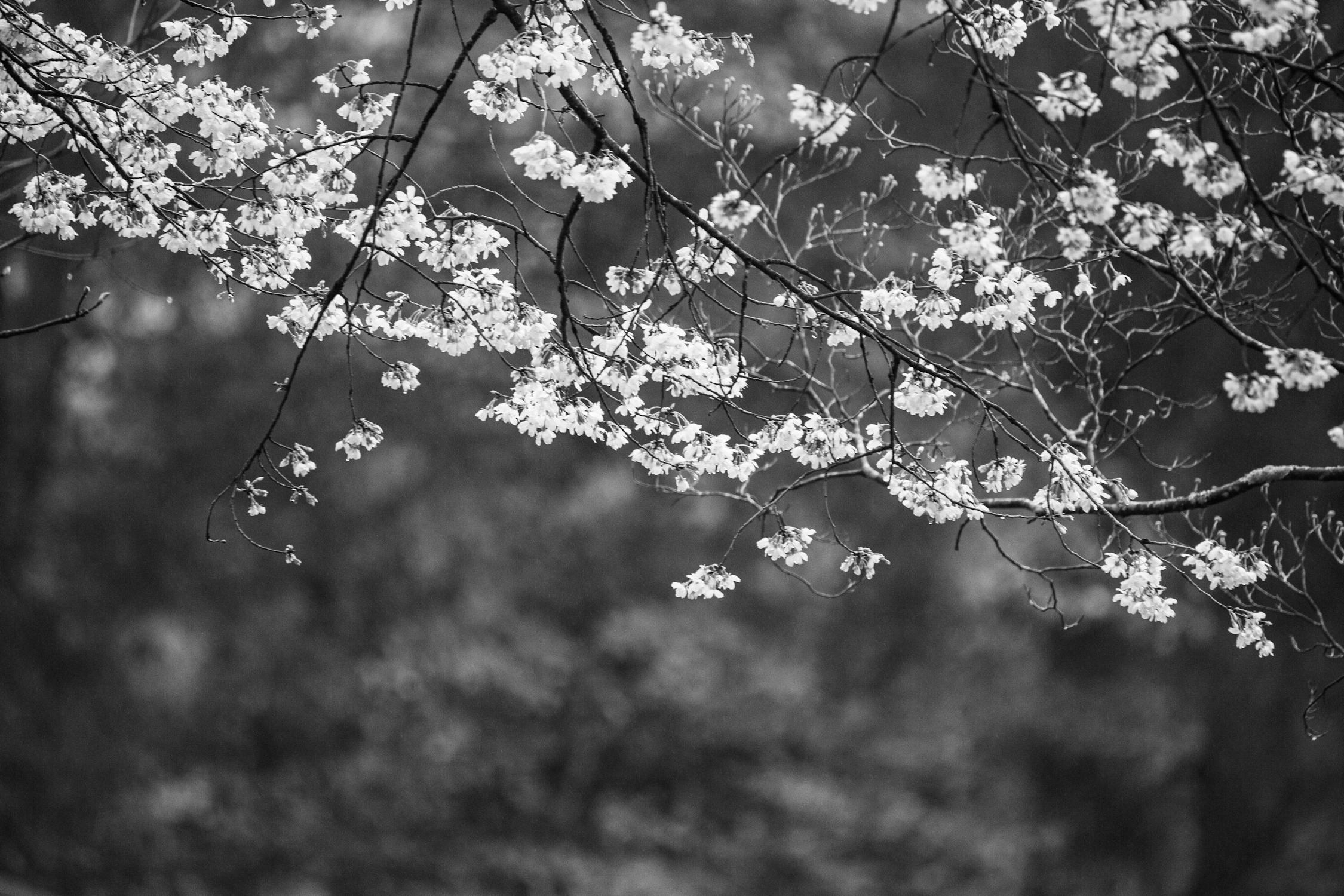 'Kekuasaan Milik Allah': Raja Juli Antoni Menjawab Desakan Mundur Buntut Banjir Sumatera, Apa Maknanya?