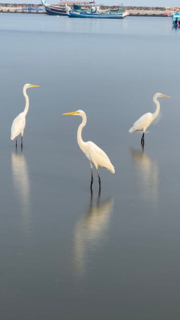 Mimpi Terpendam Prabowo: Kisah Atlet Nasionalisme yang Bersemi di Hati Seorang Politikus