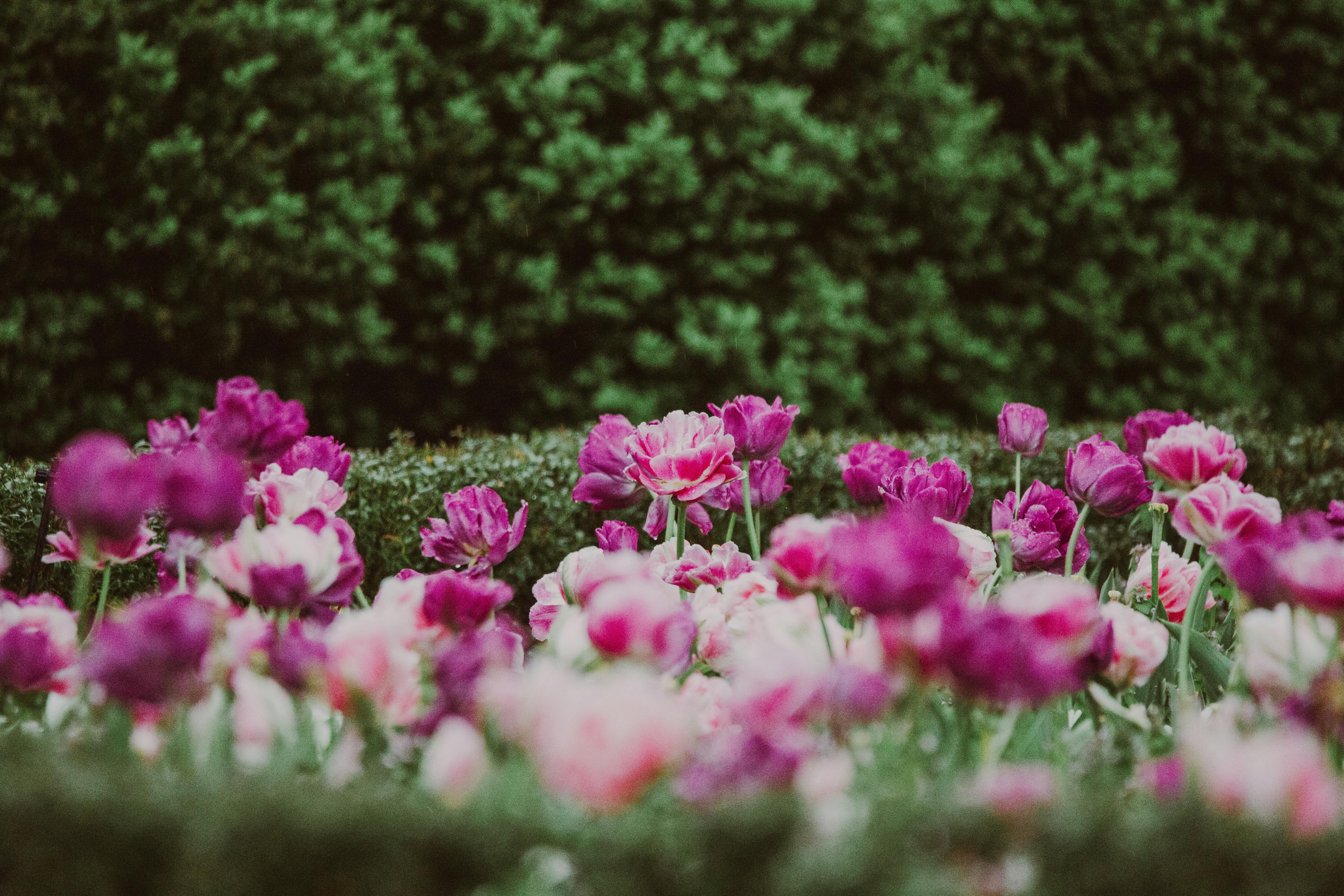 Duka di Balik Angka: 290 Korban Banjir & Longsor Sumatera Utara Teridentifikasi, Kisah Perjuangan dan Harapan