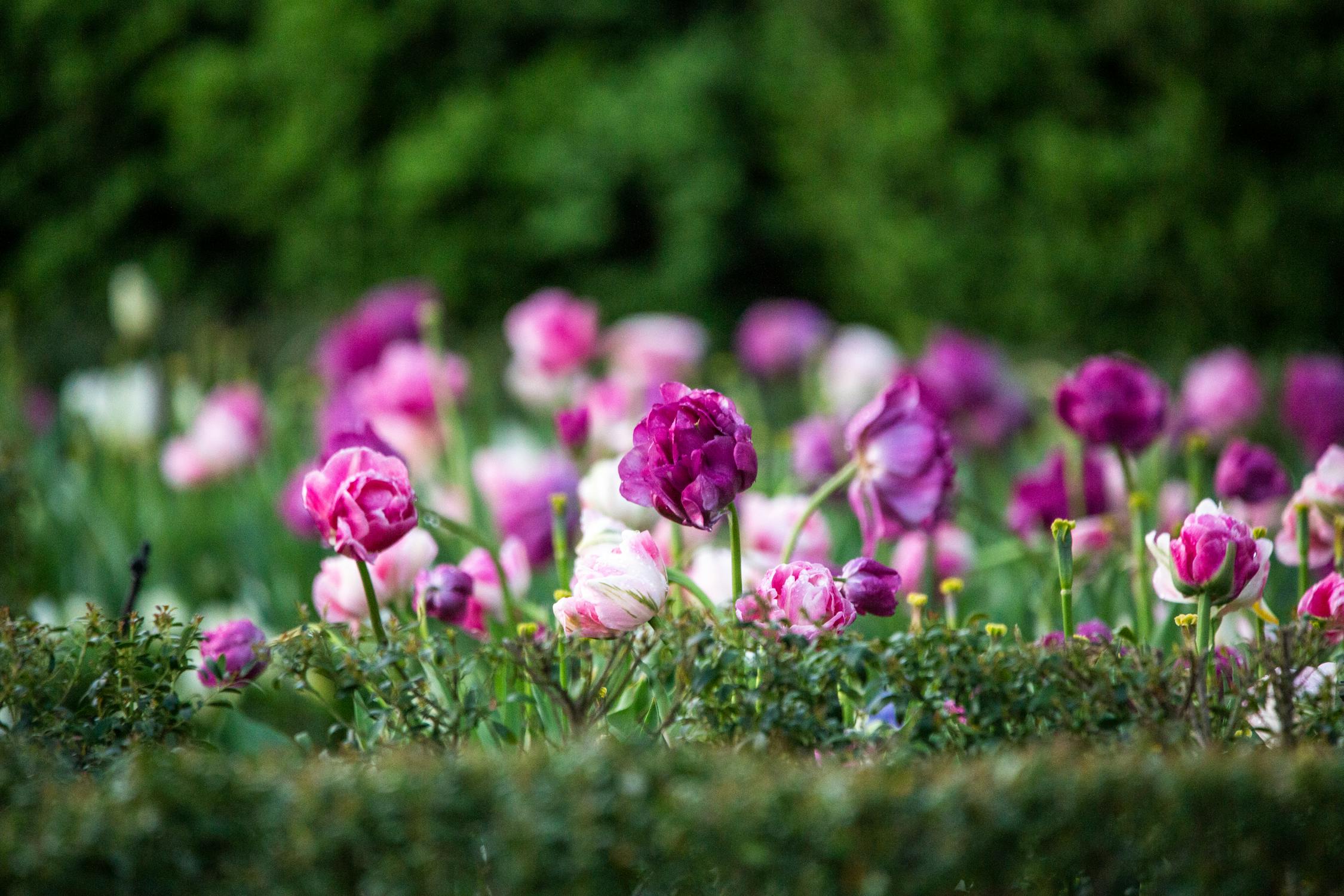 Dari Megah Jadi Miring: Skandal Patung Bung Karno Rp 9,6 Miliar di Indramayu Terkuak!