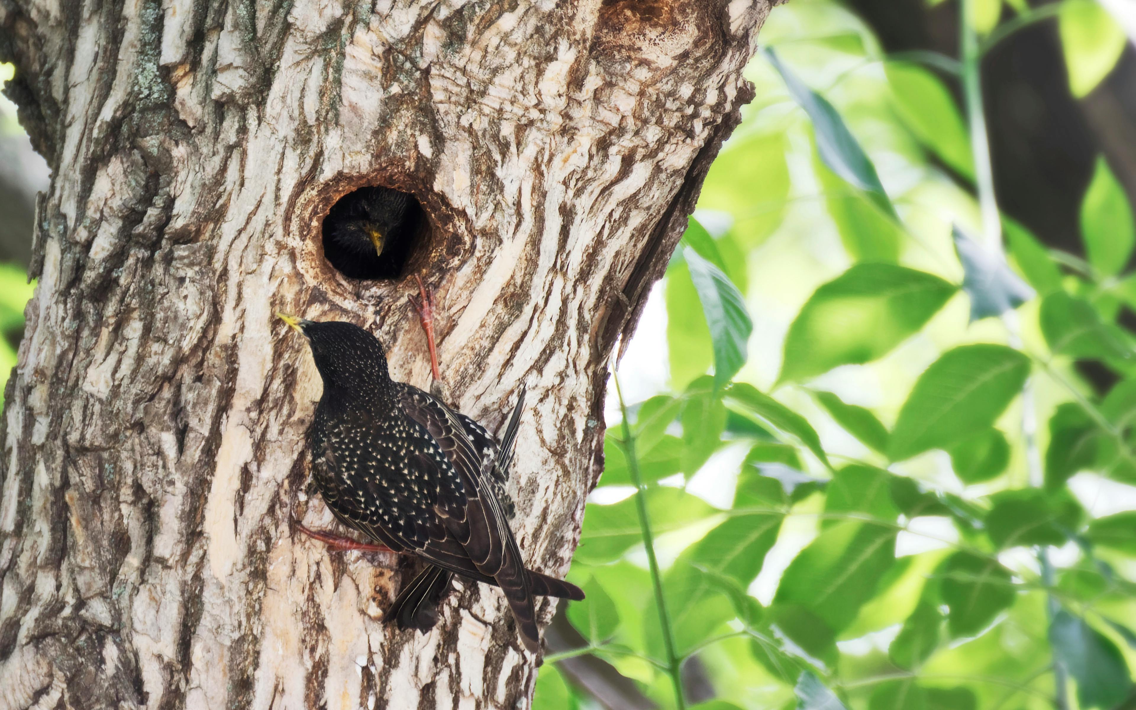 Setelah Aceh Diterjang Banjir: Dirut PLN Pastikan Pemulihan Kelistrikan Cepat dan Aman!