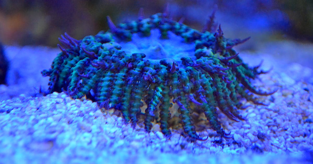 Krisis Eksistensial Jerman: Kanselir Scholz Meminta Proteksi Tarif di Tengah Badai Energi