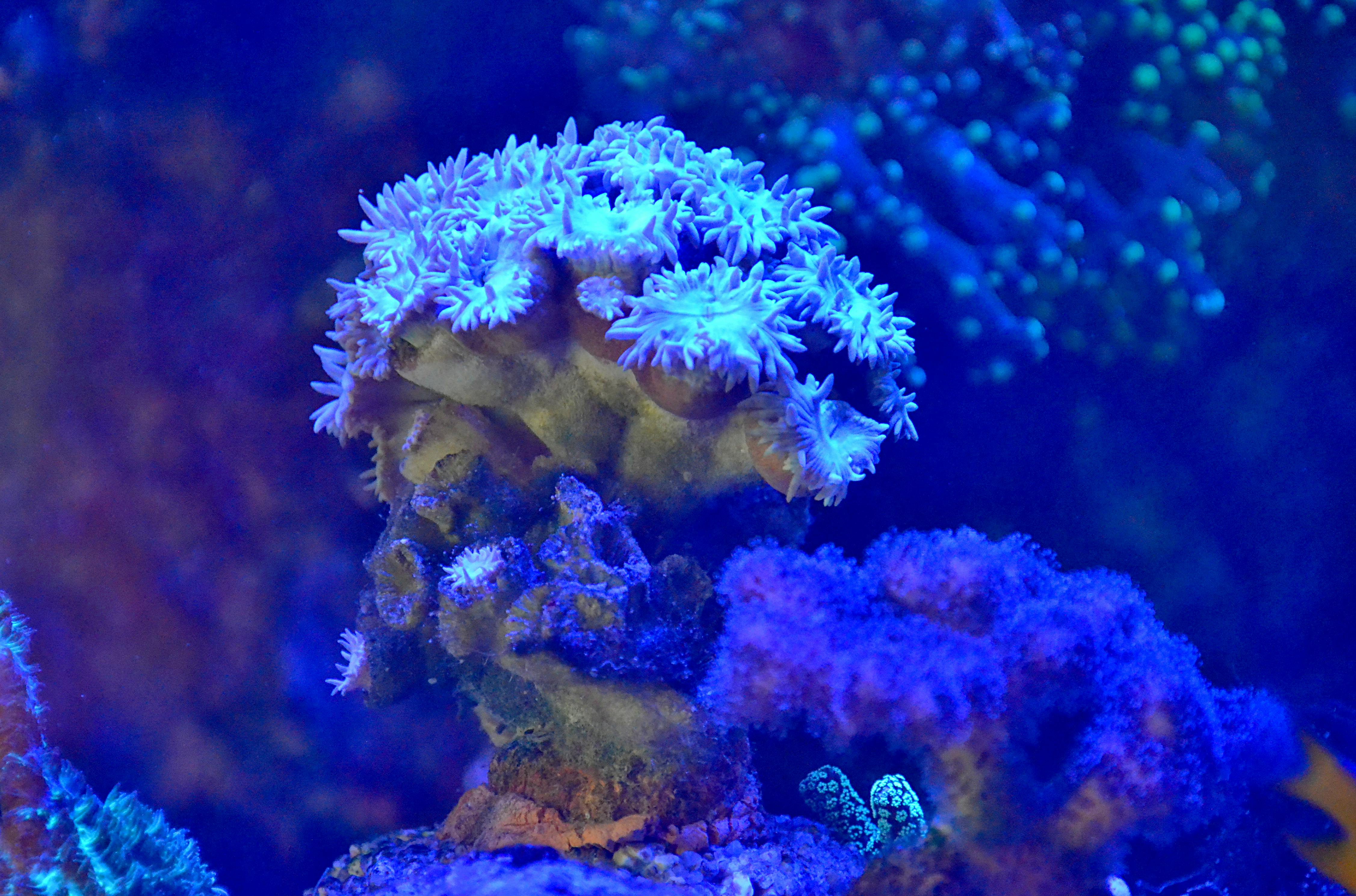 Gas Penuh! Pertamina Siap Kawal Mandalika Racing Series Hingga 2026: Masa Depan Gemilang Motorsport Indonesia Dimulai!