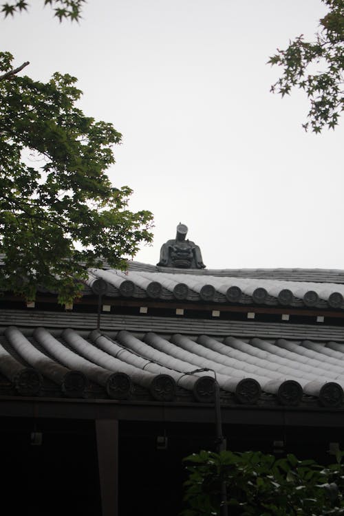 Kaget! Rusa Nyasar ke Ruang Keluarga Anda? Gemini Home Siap Jadi Penjaga Tak Terduga!