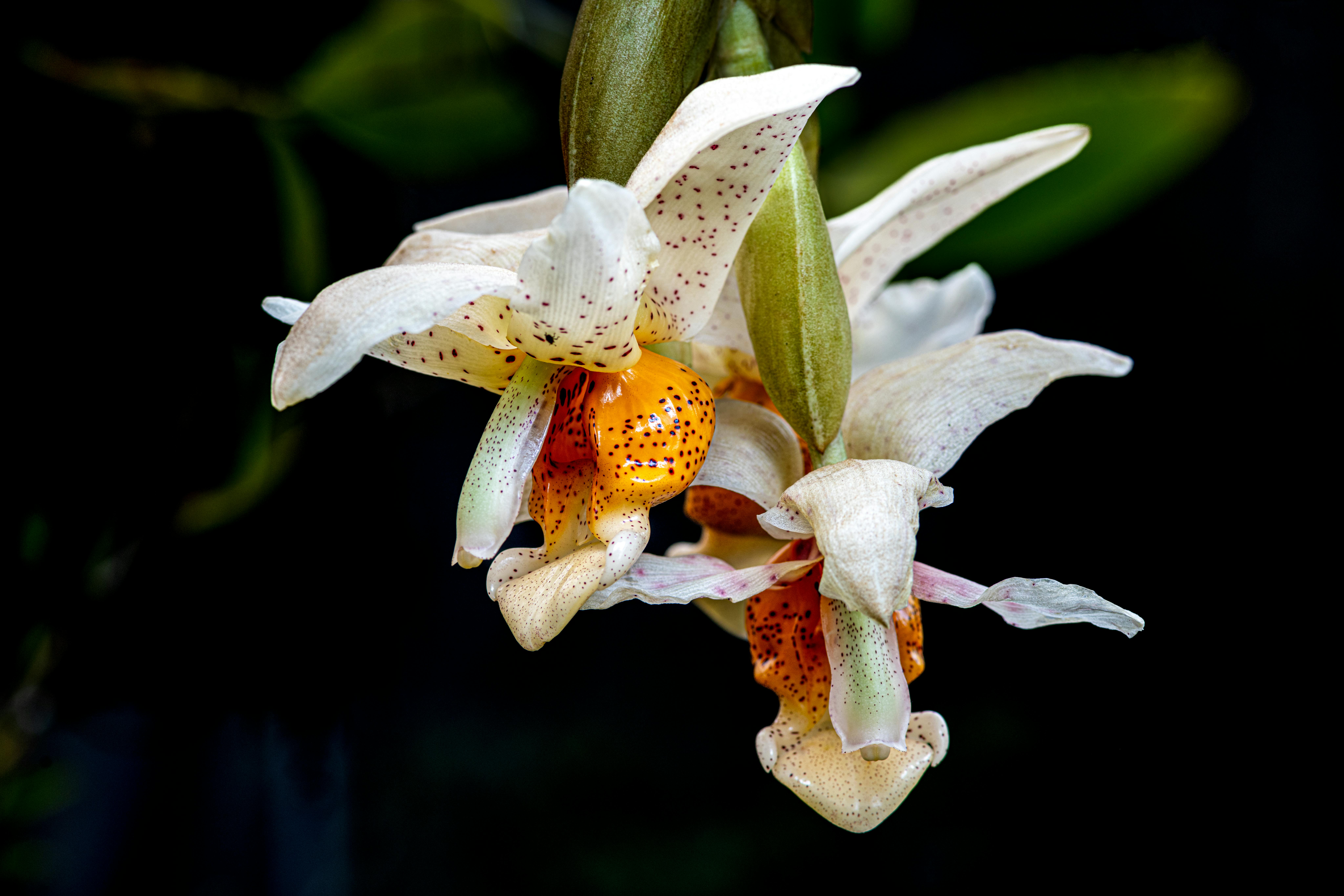 Wishblossom Ranch: Apakah Ekspansi Disney Dreamlight Valley Ini Worth It? Mengungkap Semua Keajaiban dan Tantangannya!