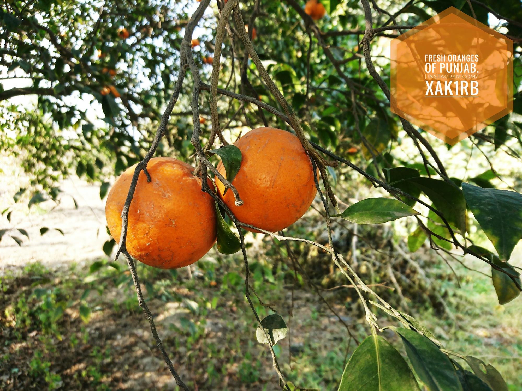 Pertamina EcoRun 2025: Lari Sehat, Lingkungan Lestari, Sejuta Cerita Menanti!