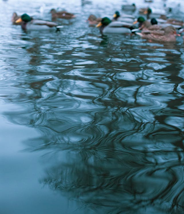 Revolusi AI Membara: Nvidia di Ambang Tahta Perusahaan Paling Berharga di Dunia?