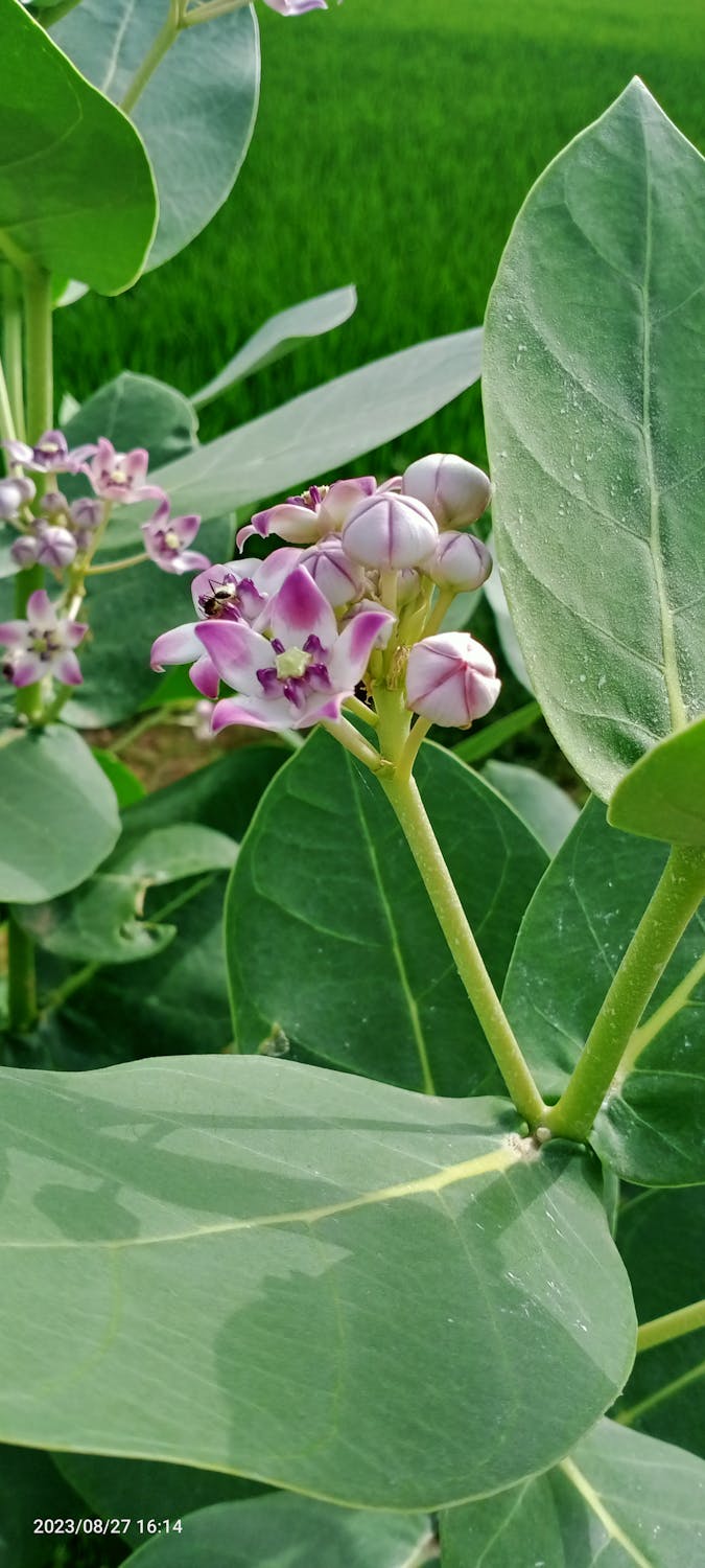 Terbongkar! Saat AI Menulis Makalah Ilmiah, Dunia Akademik Panik