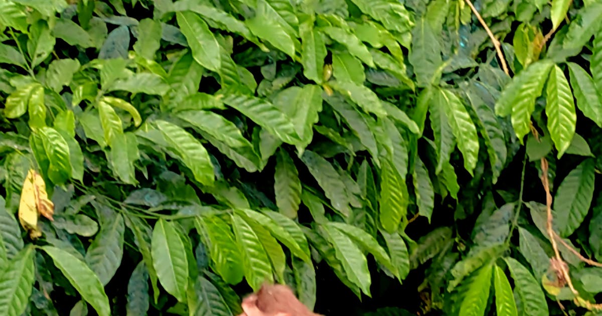 Strategi Unik TNI AD: Dari Medan Tempur ke Lumbung Pangan Nasional dan Pemberdayaan Masyarakat!