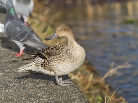 Mengguncang Konsensus: Mengapa Undang-Undang Warisan Irlandia Utara Menjadi Bom Waktu Politik?