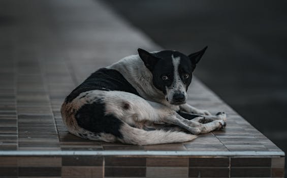 Mengungkap Taktik J.D. Vance: Mengapa Ia Siap Mendukung Rival di Pilpres 2028?