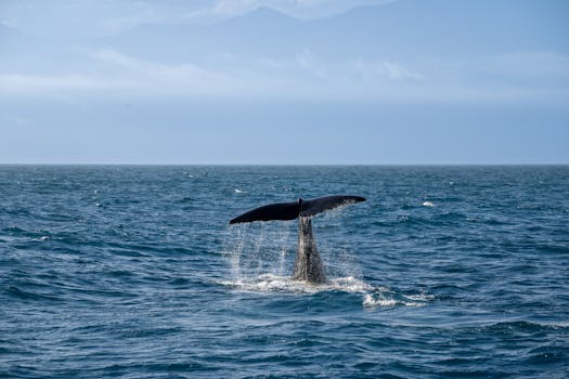 Investasi Whale $21 Juta di BULL: Mengapa Ini Penting untuk Masa Depan Kripto Anda?