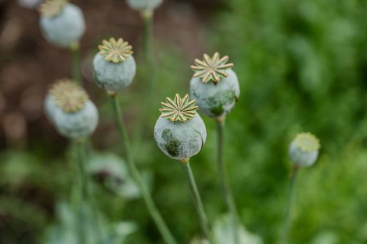 Syarat Morfin Opium Naik: Ancaman atau Peluang Baru bagi Petani India?