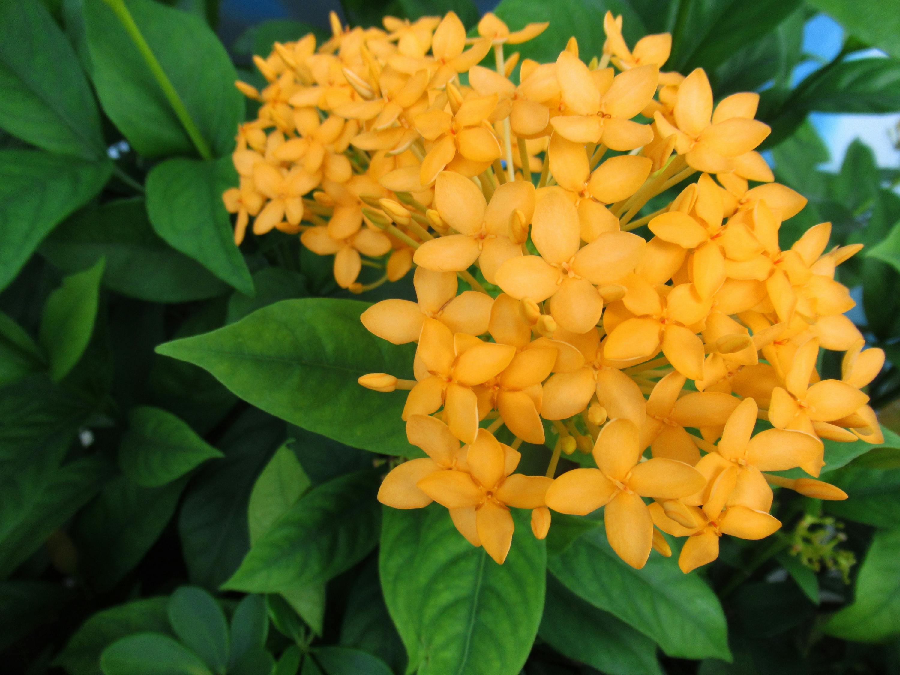 Pesantren Jadi 'Dapur Revolusi' Pangan dan Ekonomi: Langkah Ambisius Kemenag untuk Kemandirian Bangsa