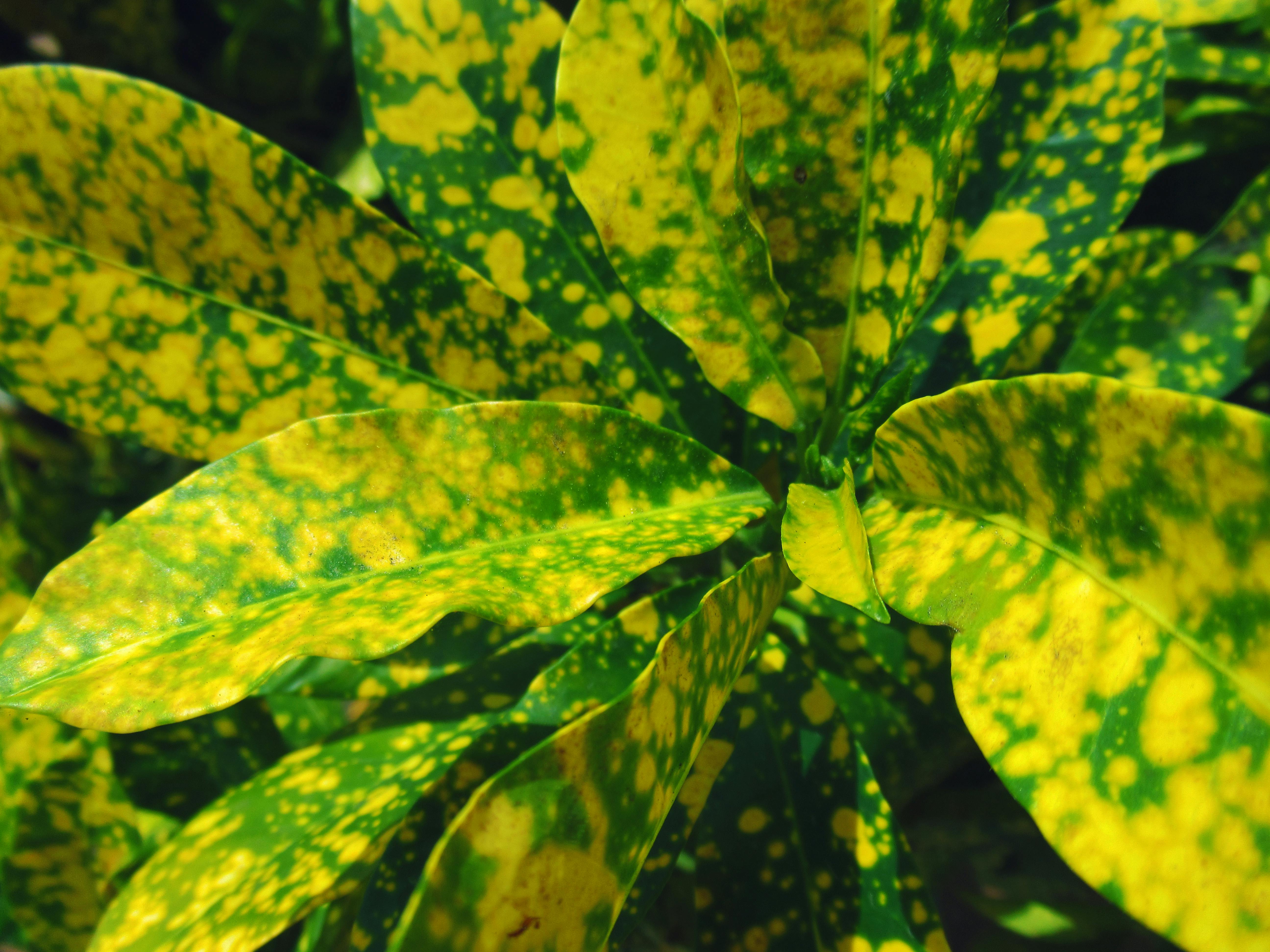 Revolusi Kelapa Nasional: Bagaimana Sherly Tjoanda Mengubah Maluku Utara Menjadi Jantung Hilirisasi Indonesia!