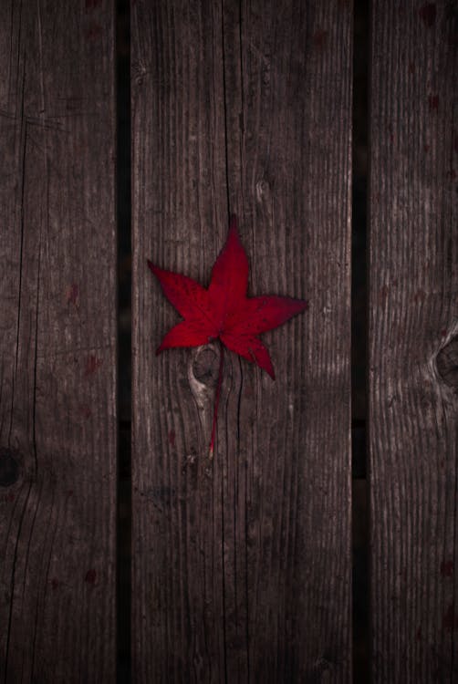 Padang Makin Bersih dan Sehat? Walikota Ungkap Strategi Jitu Perkuat Armada Kebersihan!