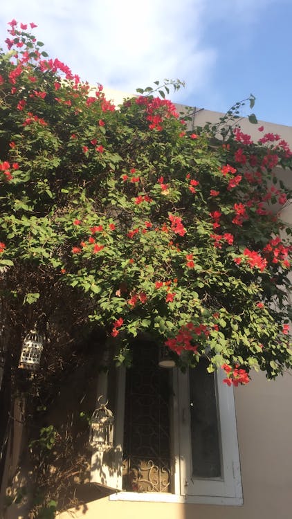 Borderlands 4: Konflik Optimalisasi PC - Take-Two Salahkan Rilis, Gearbox Klaim Sempurna