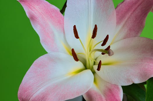 Menguak Misteri Sisi Jauh Bulan: Harta Karun Ilmiah Chang'e-6 Tiongkok Tiba di Bumi